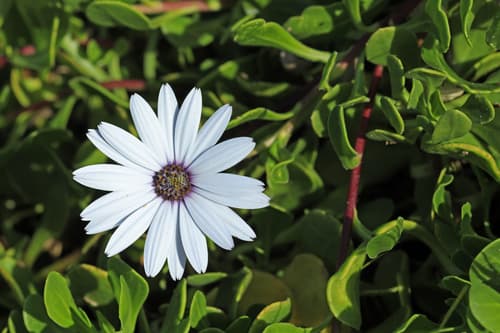 Trailing African Daisy