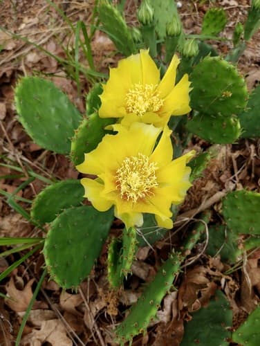 Prairie Pricklypear