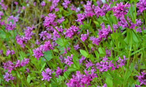 Shortspur Seablush (Not a Bonsai)