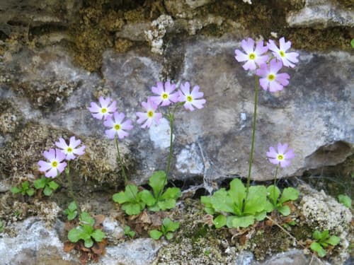 Mistassini Primrose Bonsai