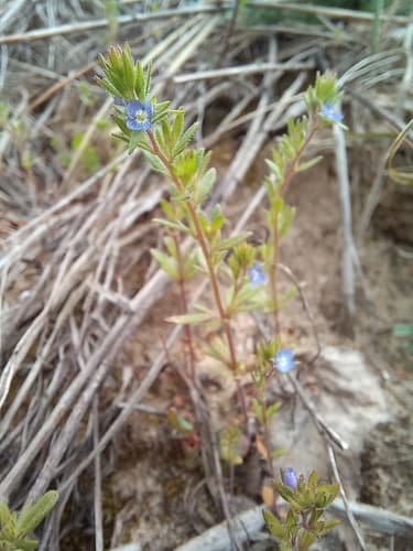 Spring Speedwell
