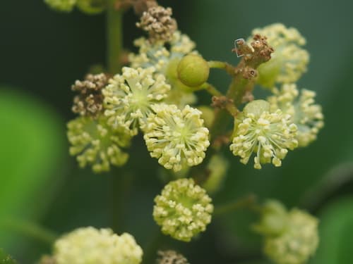 Mallotus repandus Flowers