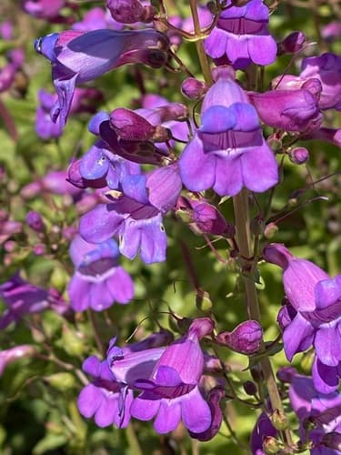 Showy Penstemon