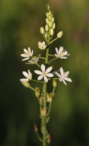 Narbonne Star-of-Bethlehem