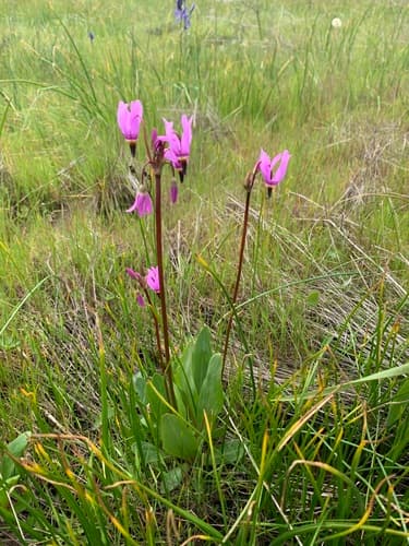 Dark-throated Shooting Star Bonsai
