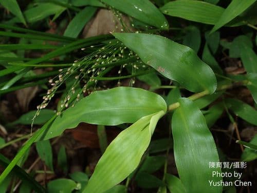 Cyrtococcum patens Bonsai