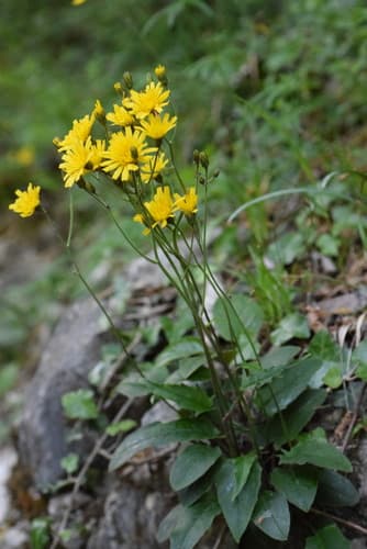 Wall hawkweed
