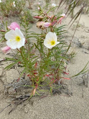 Pale Evening Primrose