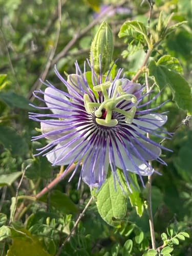 Stinking Passionflower
