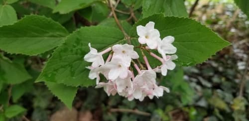 Korean Spice Viburnum