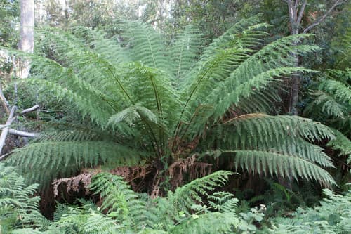 Man Fern