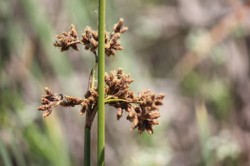 California bulrush