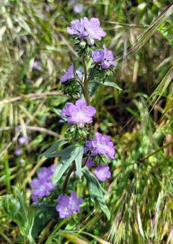 Linearleaf Phacelia