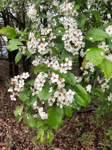 Green Hawthorn Bonsai