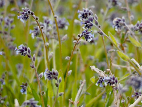 Changing Forget-me-not