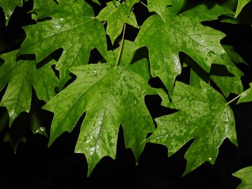 Southern Sugar Maple Bonsai