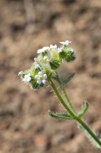 Wingnut Cryptantha