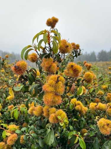 Golden Chinquapin