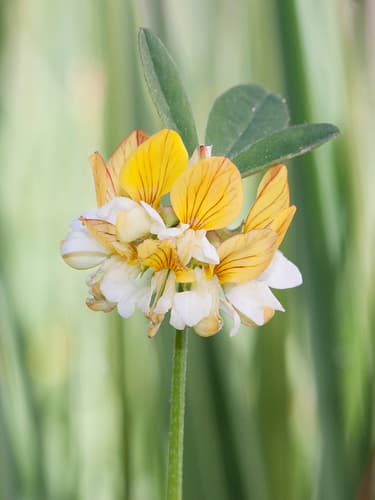 Streambank Bird's-foot Trefoil