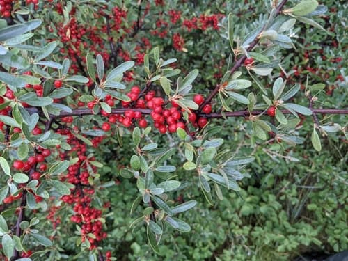 Silver Buffaloberry Bonsai