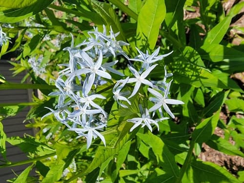 Eastern Bluestar