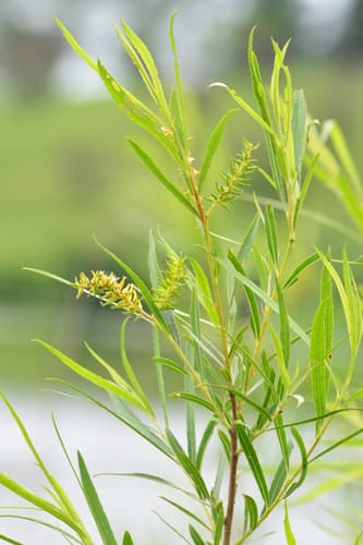 Interior Sandbar Willow