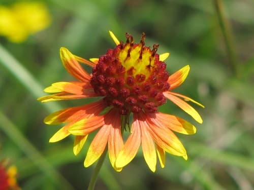 Lanceleaf Blanketflower