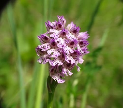Three-toothed orchid