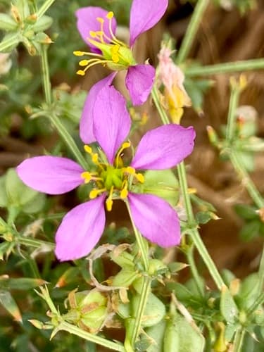 California Fagonbush Bonsai