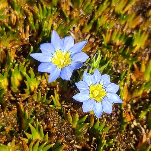 Gentiana sedifolia