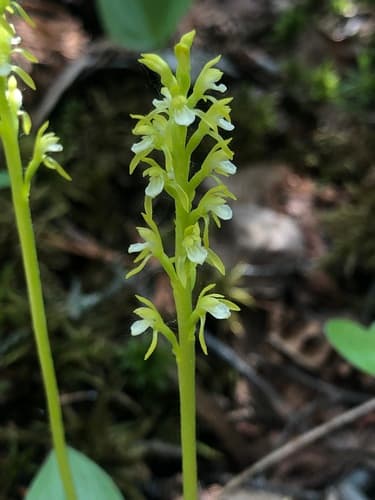 Northern Coralroot