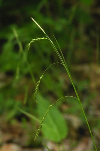 Drooping Woodland Sedge