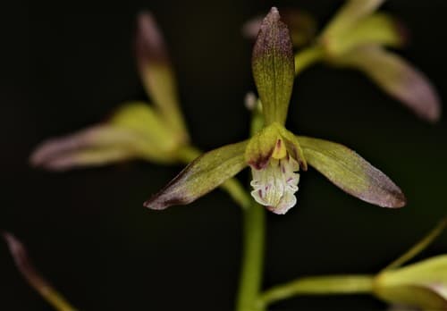 Putty Root Orchid