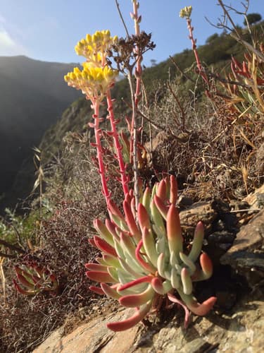 Coast Dudleya