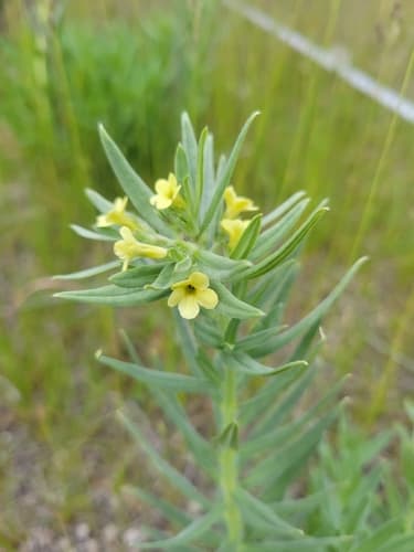 Western Stoneseed Bonsai