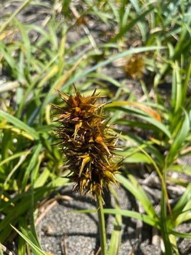 Big-head Sedge Bonsai
