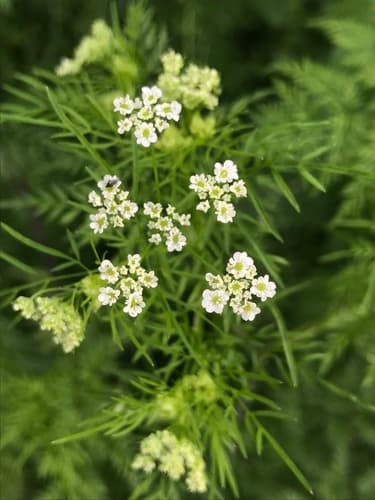 Parsnip Chervil