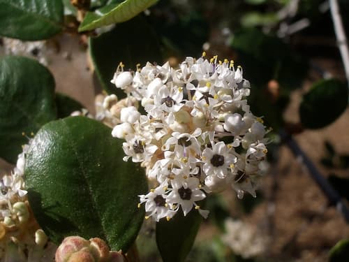 Hoaryleaf Ceanothus