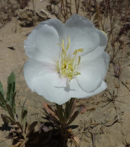 California evening primrose
