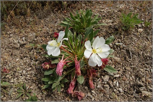 Fragrant Evening Primrose