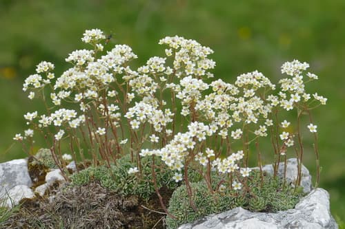 Livelong Saxifrage