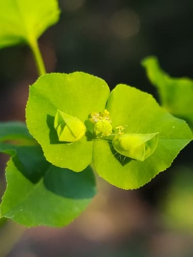 Upright Spurge