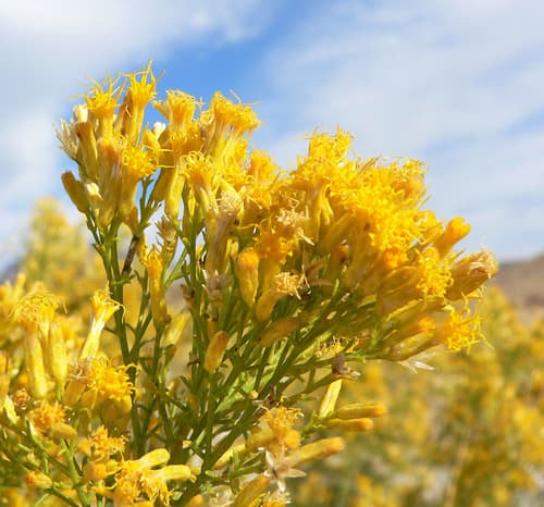 Black-banded Rabbitbrush