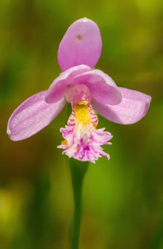 Rose Pogonia