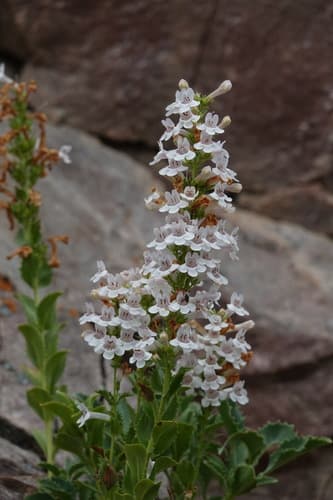 Hot Rock Penstemon