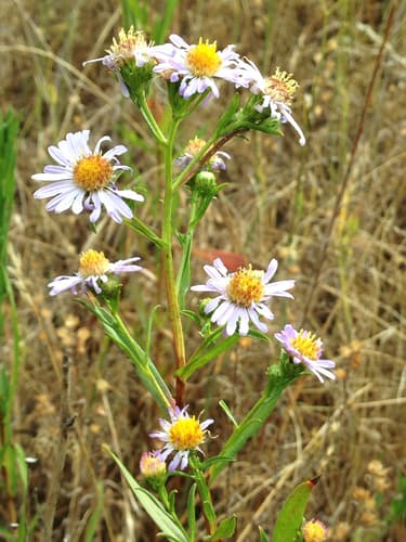Pacific Aster