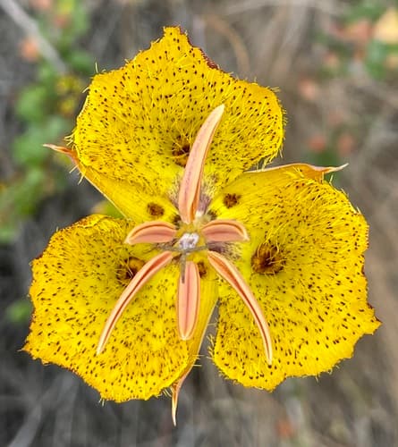 Weed's Mariposa Lily