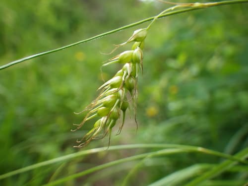 Longbeak Sedge