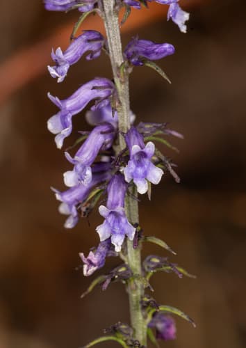 Daisy-leaved Toadflax Bonsai