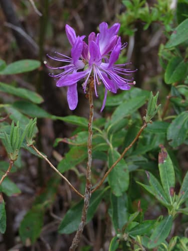 Rhodora